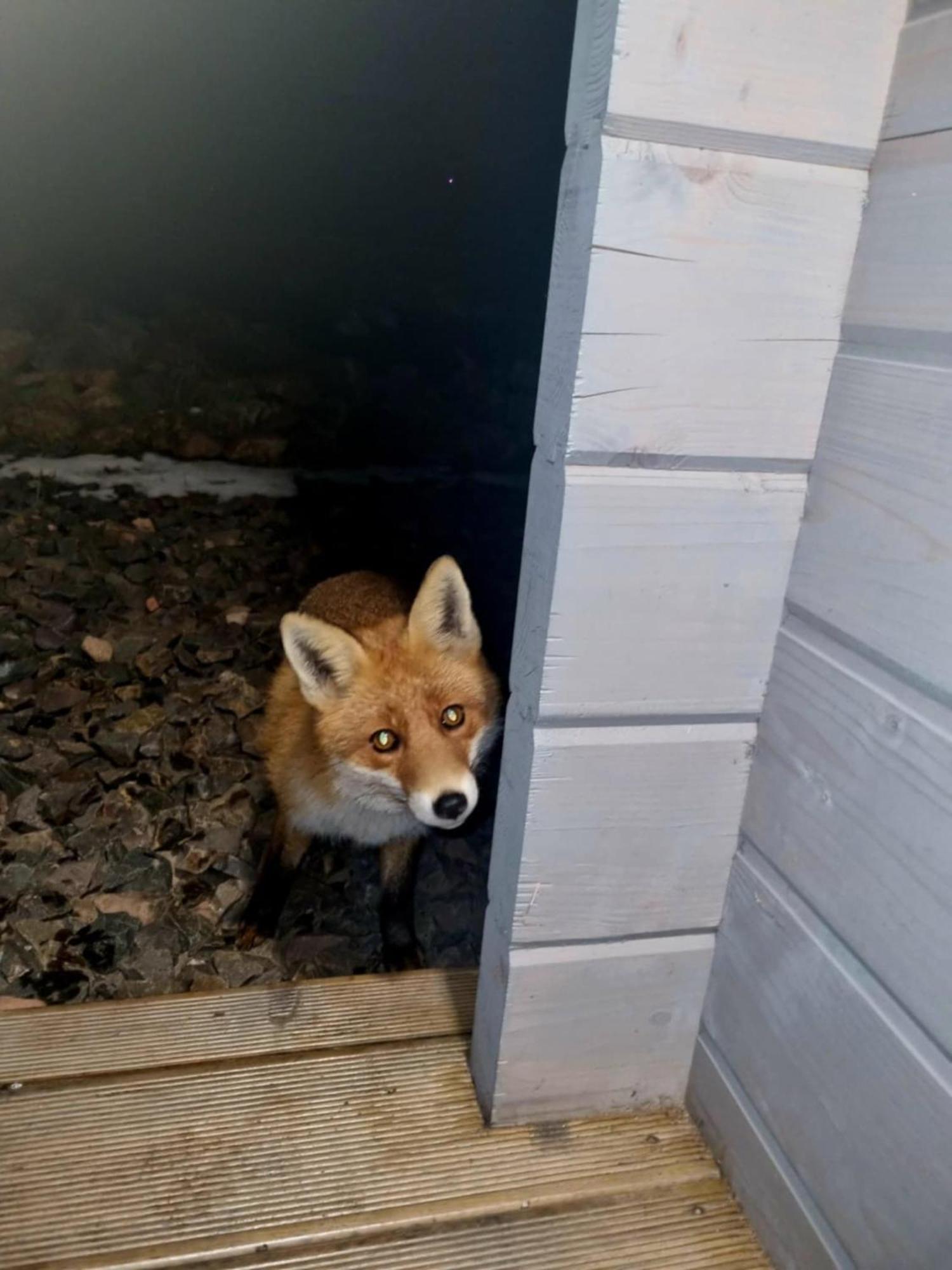 Domek Pod Ostoja Gory Sowie Lomnica  Exteriör bild